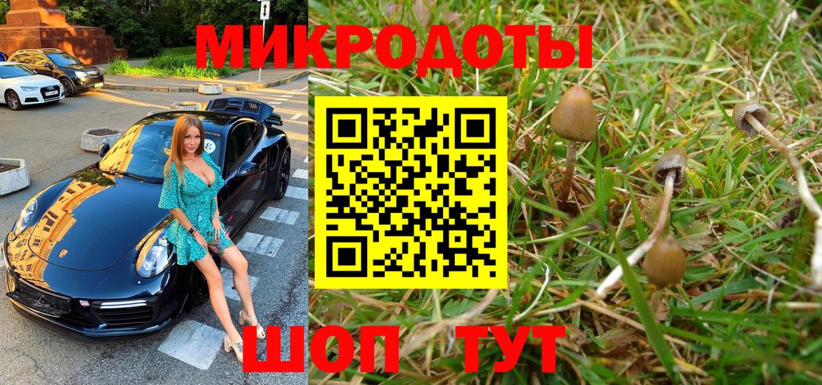 Галлюциногенные грибы Psilocybe Кузнецк